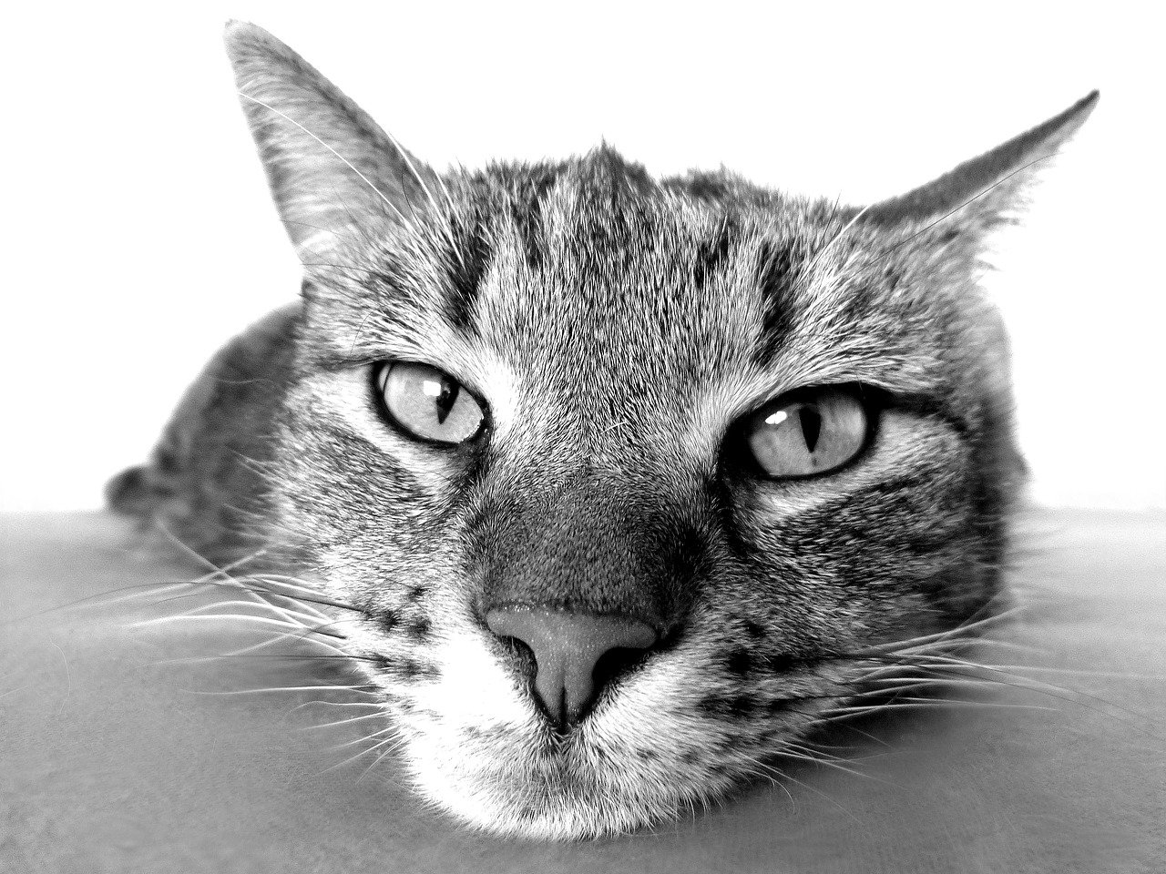 The Most Intelligent Cat Breeds and Their Unique Traits